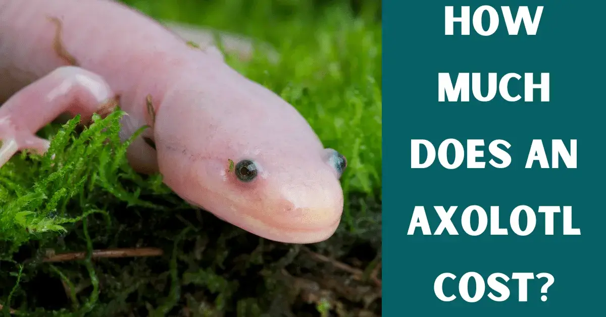 axolotl price