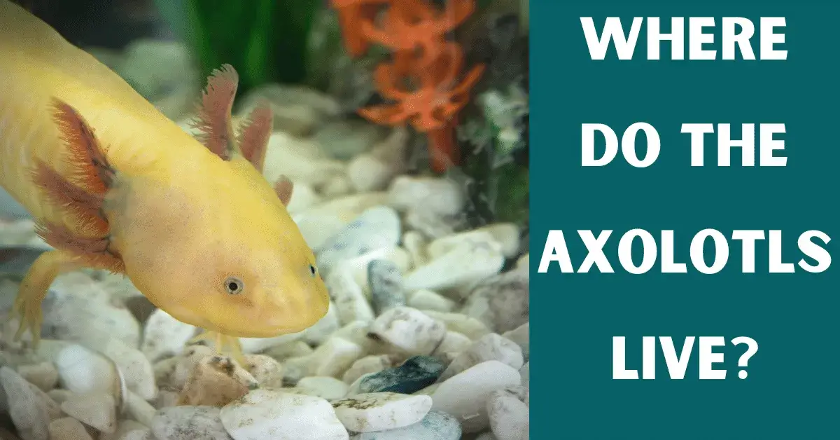 Where Do Axolotls Live?