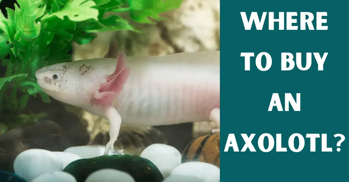 where to buy an axolotl