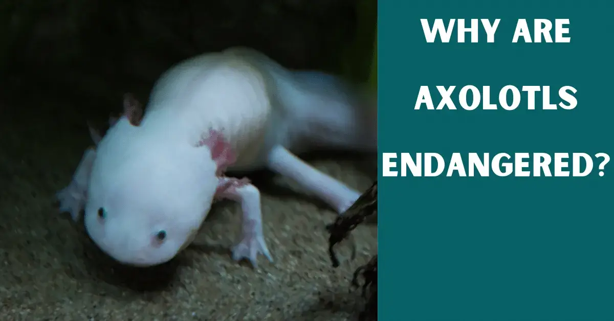 why are axolotls endangered