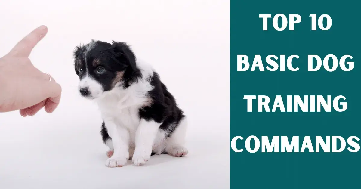 dog training basic commands