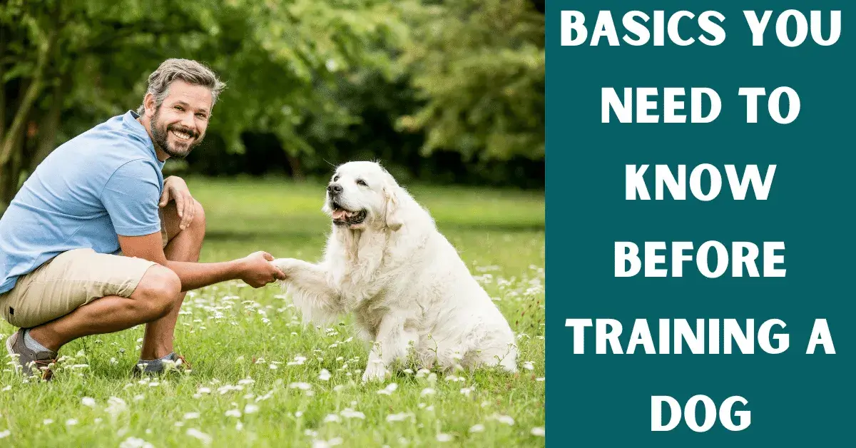 basic dog training