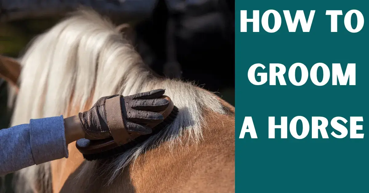 groom the horse