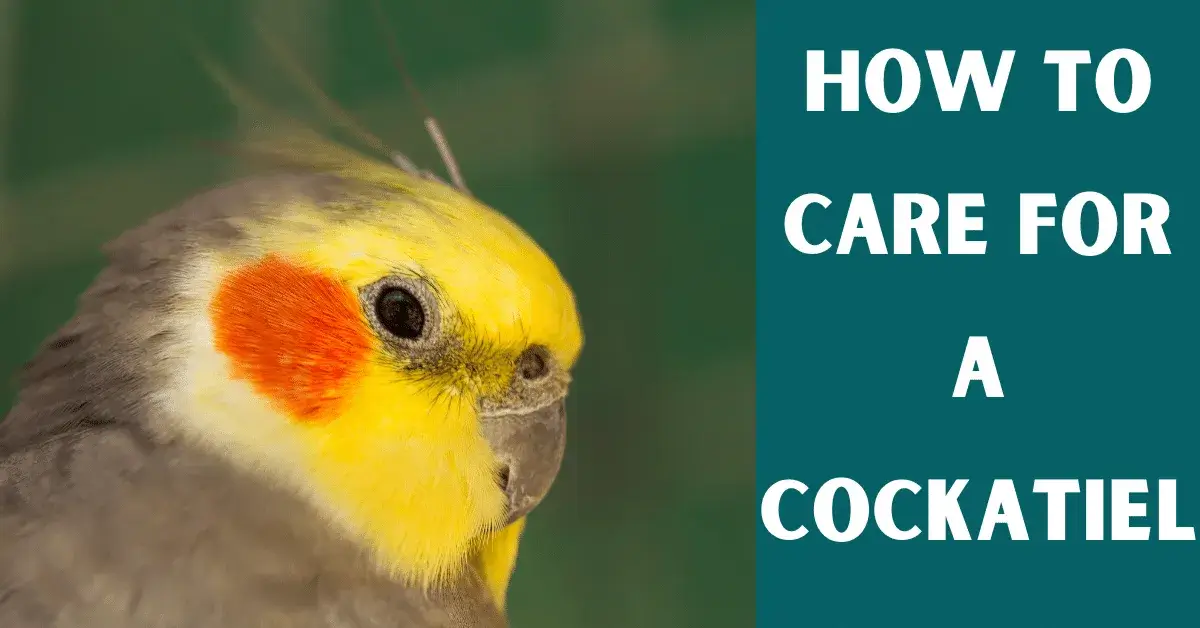 how to care for a cockatiel