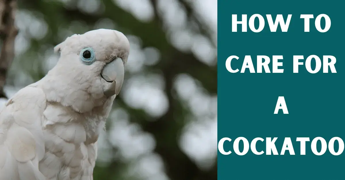 cockatoo care