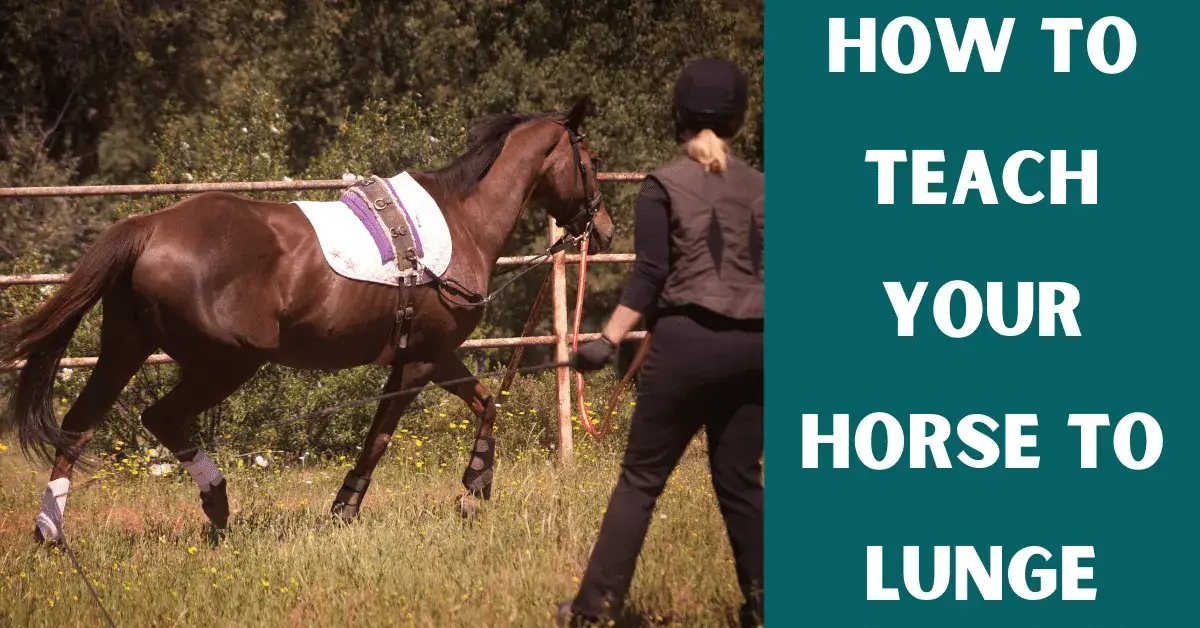 how to lunge a horse