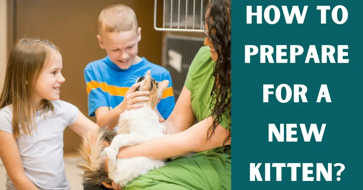 how to prepare for a new kitten