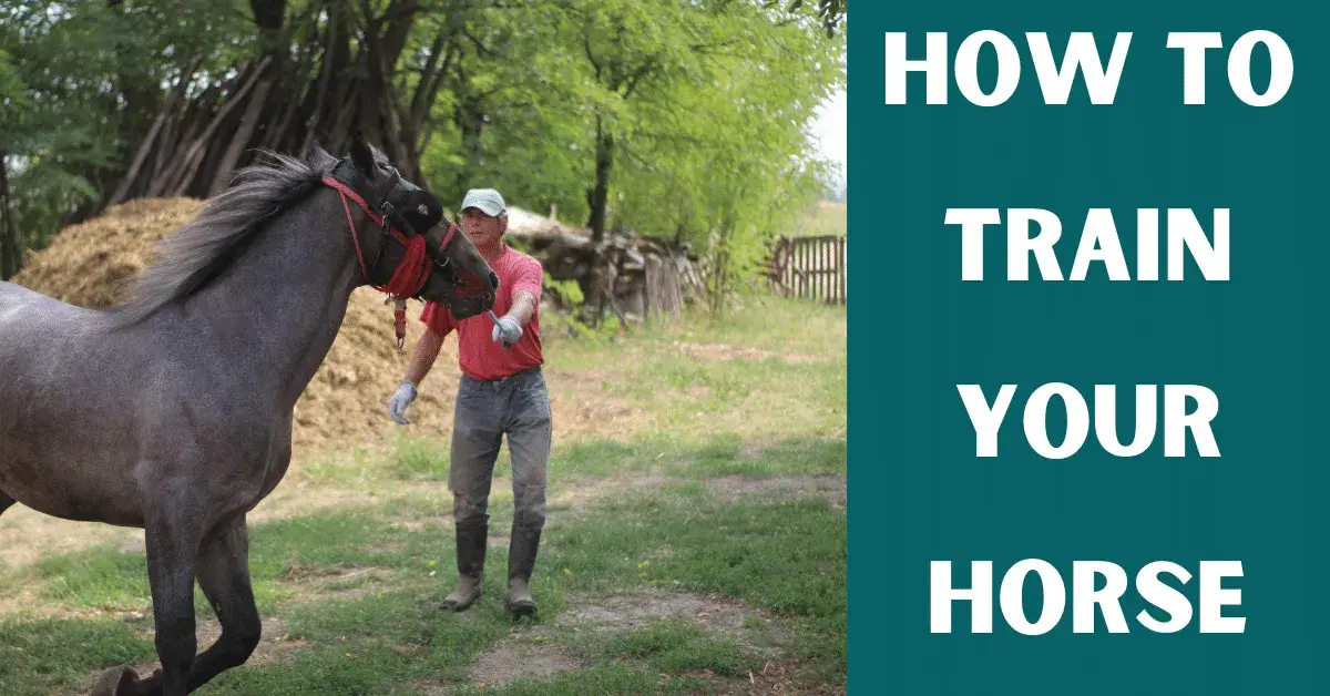 how to train a horse