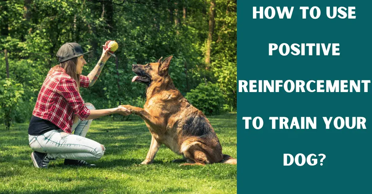positive reinforcement dog training