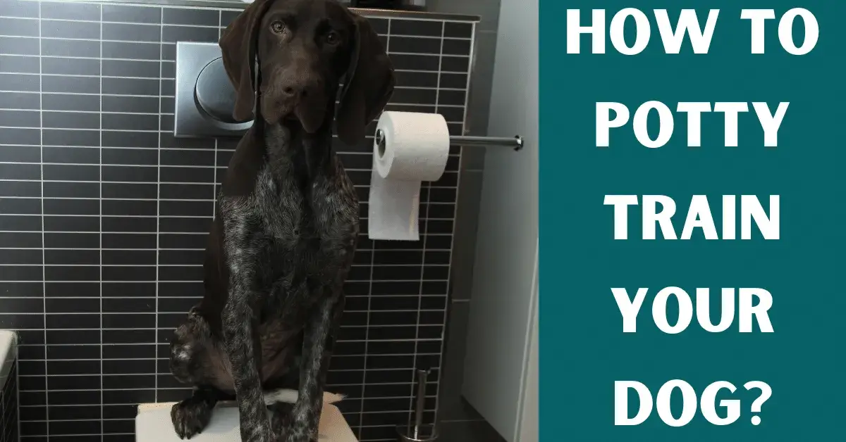 potty training a dog