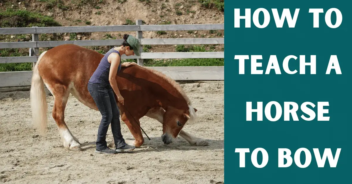 teach a horse to bow