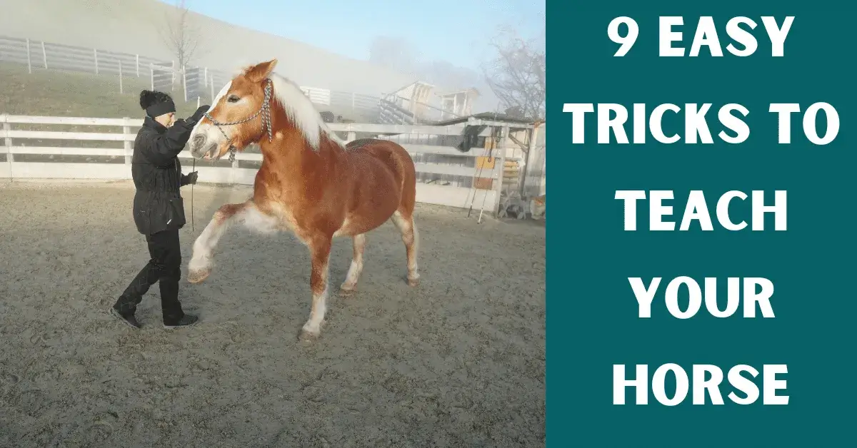 horse tricks