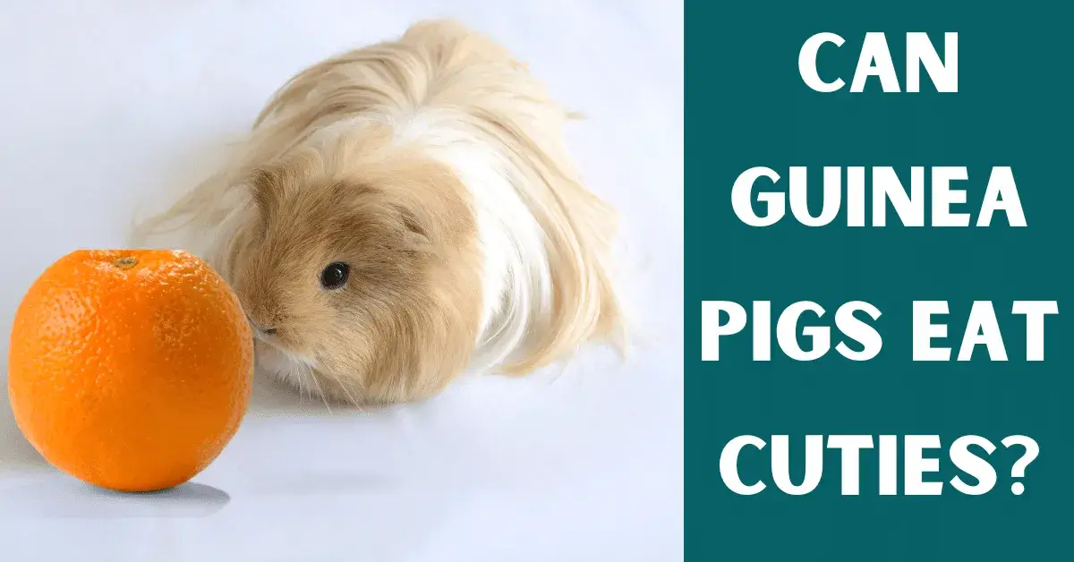 can guinea pigs eat cuties