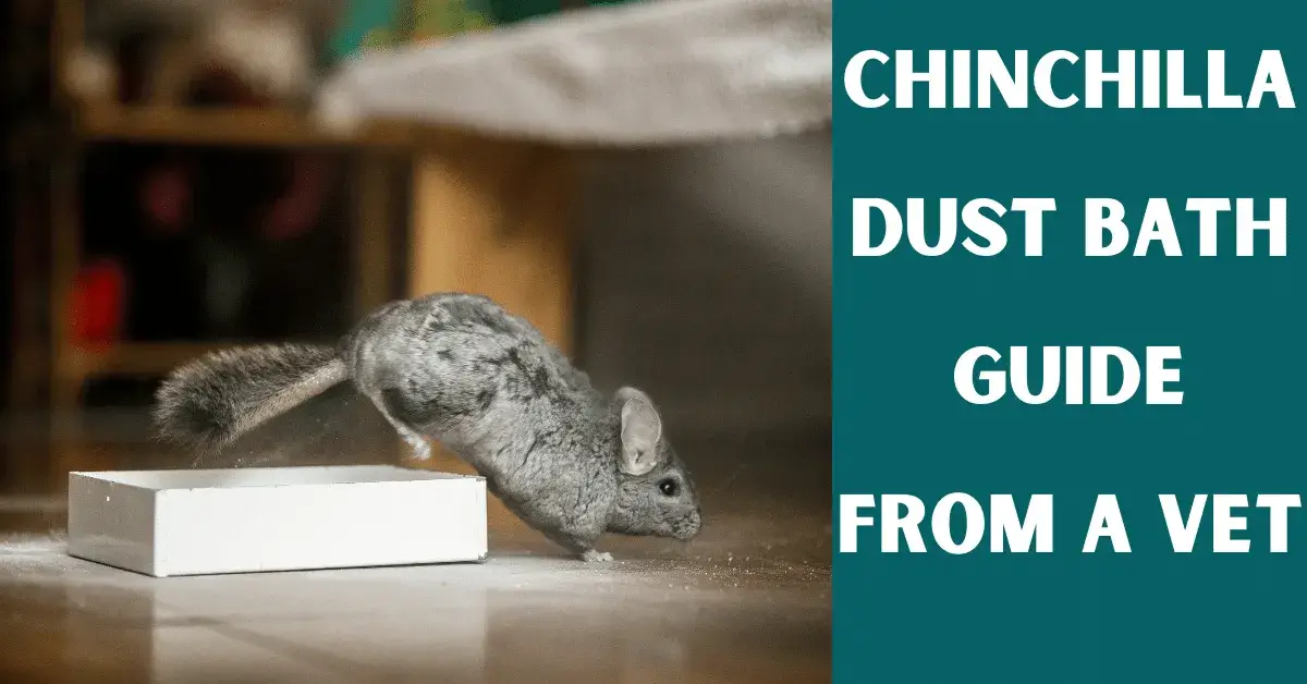 chinchilla dust bath