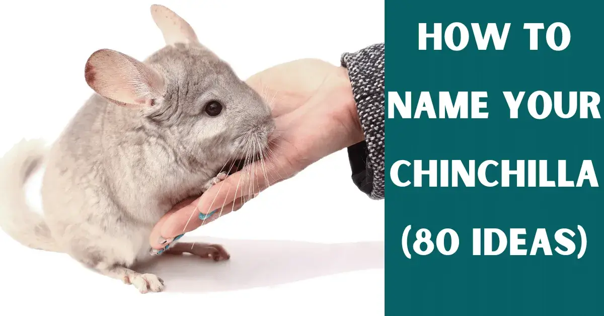 chinchilla name