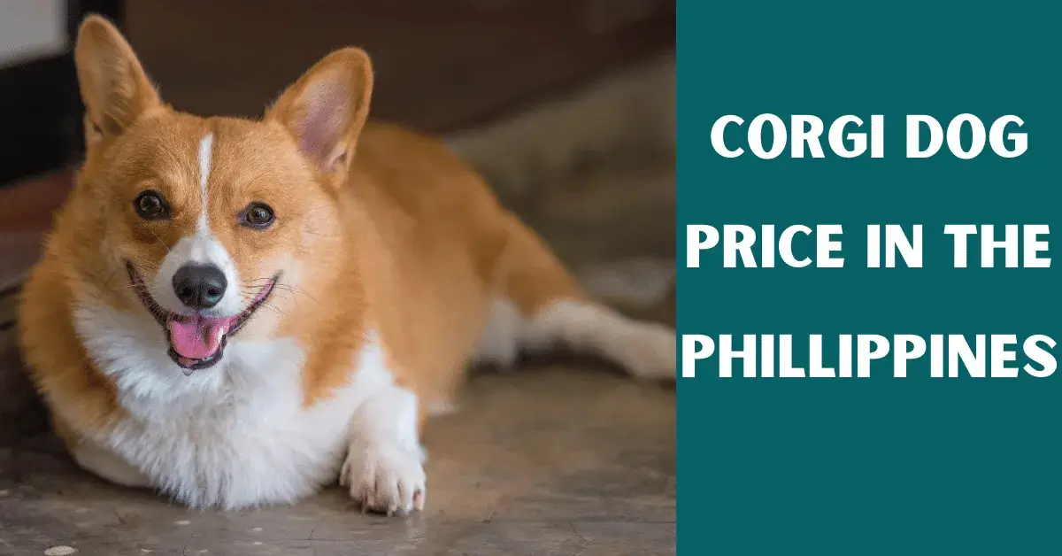 corgi price philippines