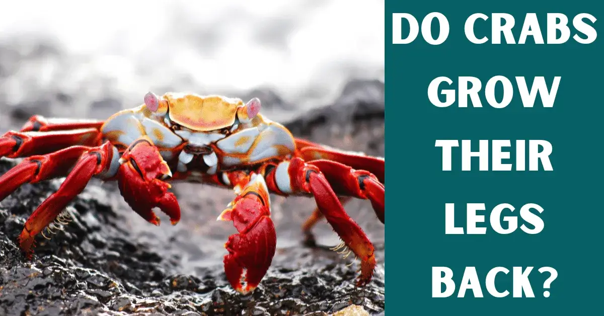 do crabs grow their legs back