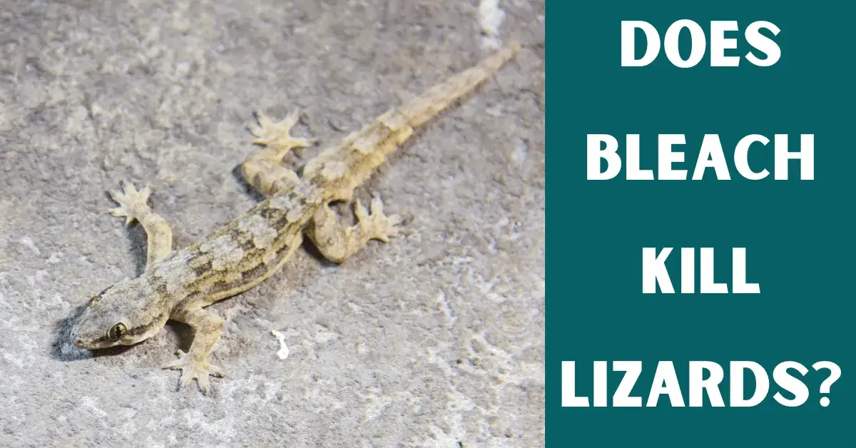 does bleach kill lizards
