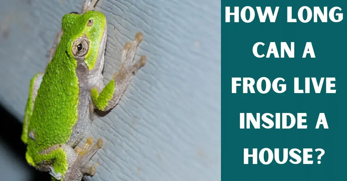 how long can a frog live inside a house
