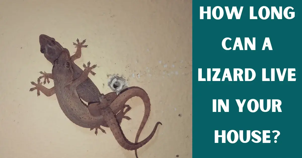 how long can a lizard live in your house