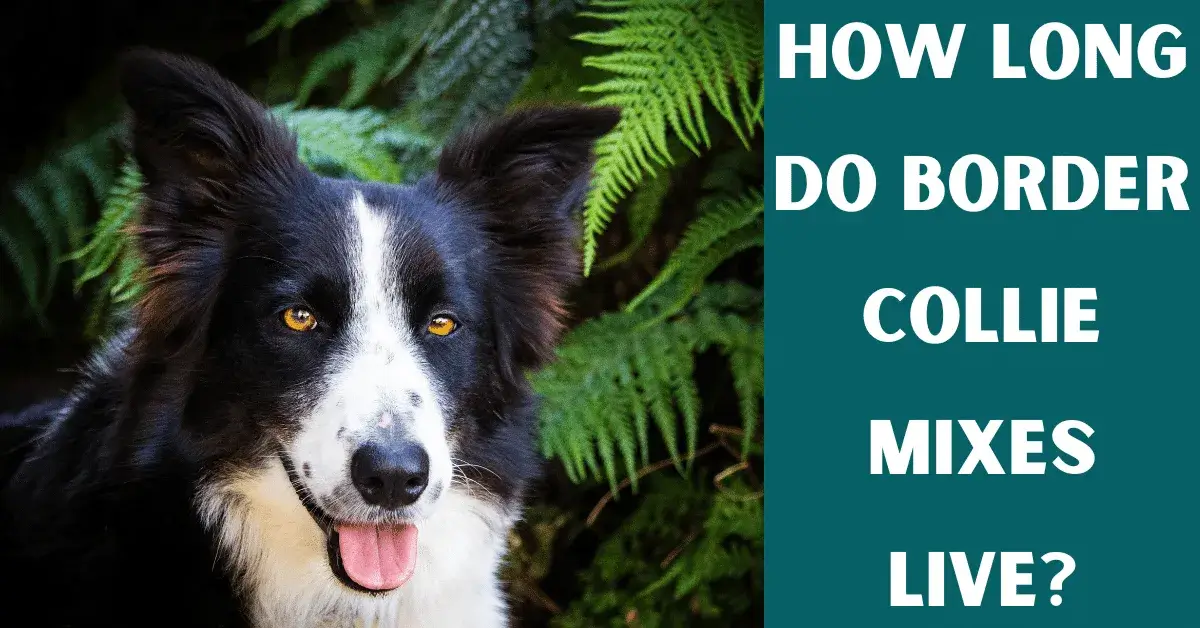 how long do border collie mixes live