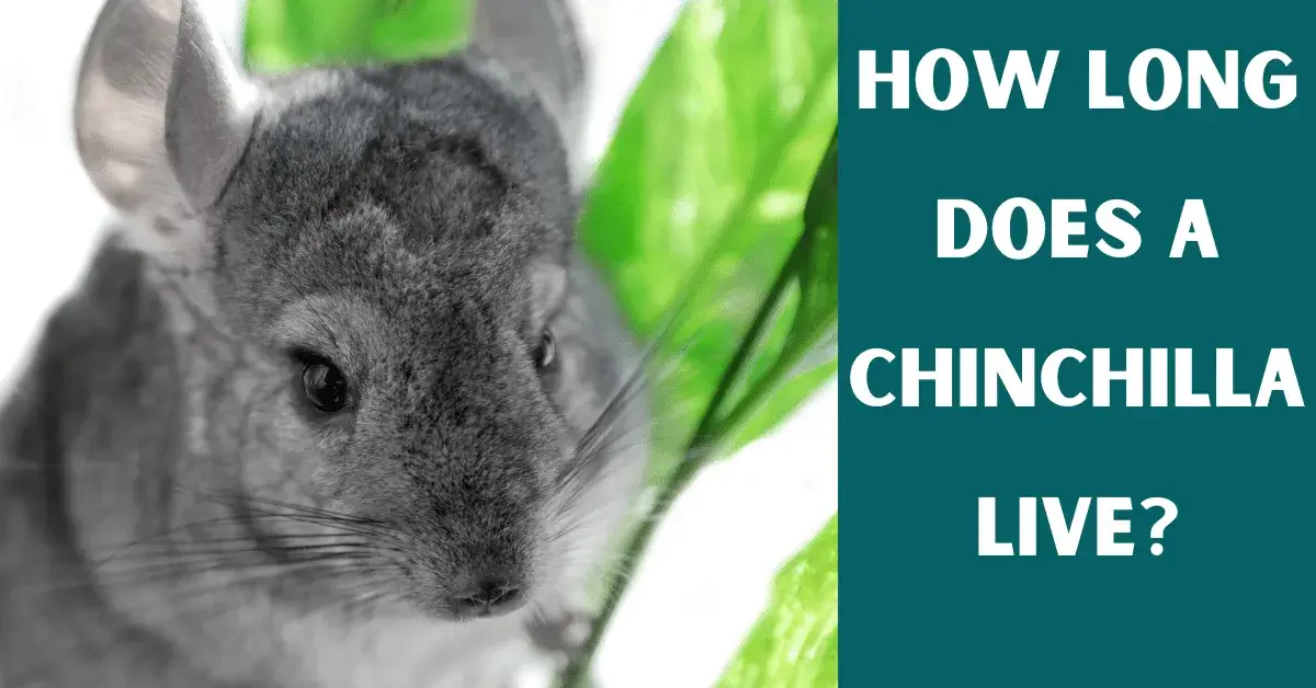 how long does chinchilla live