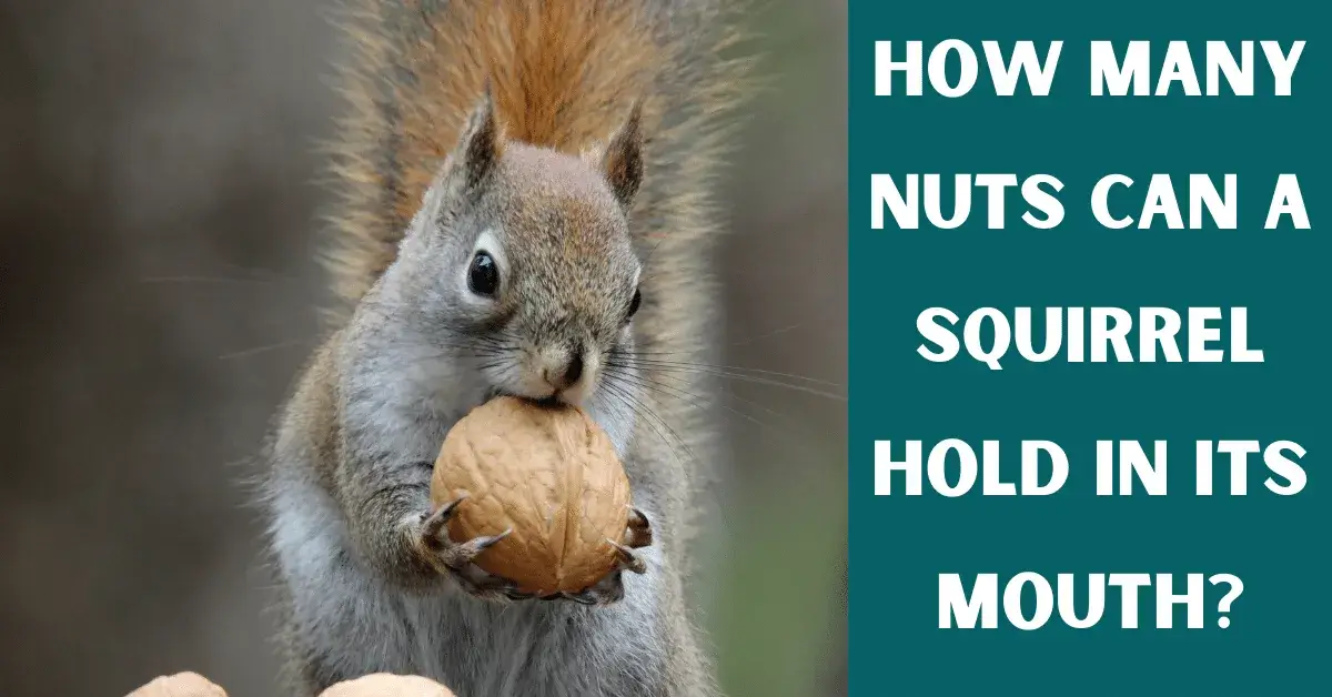 how many nuts squirrel can hold in its mouth