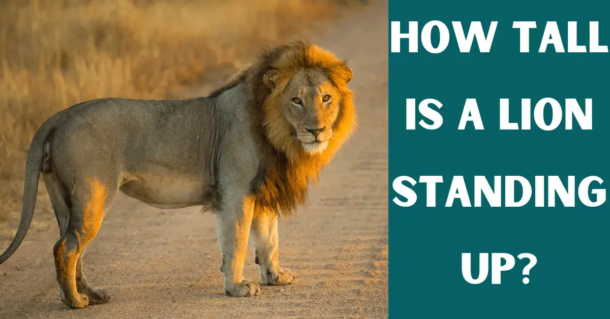 how tall is a lion standing up