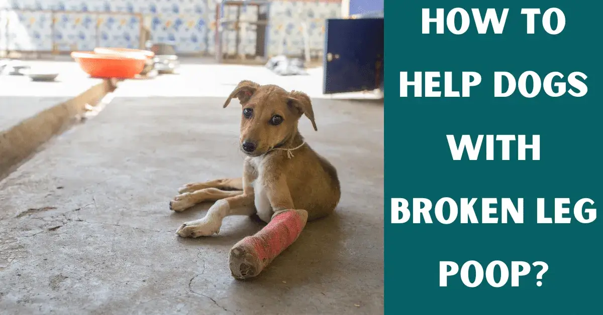 how to help dog with broken leg poop