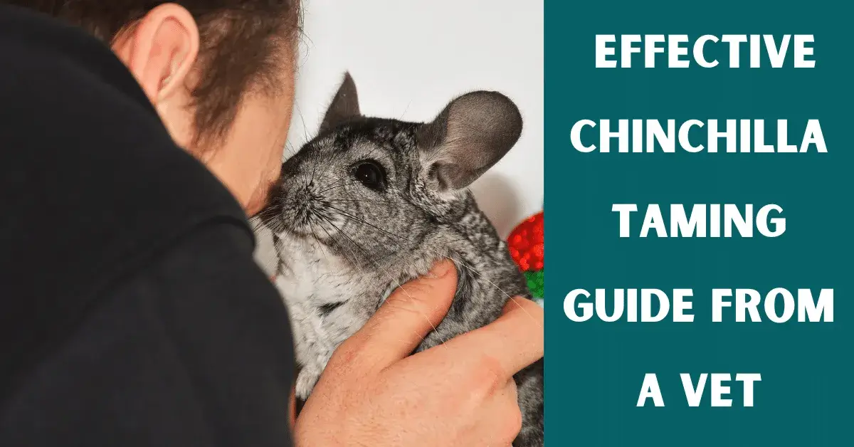 how to tame a chinchilla