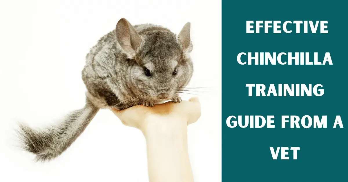 how to train chinchilla