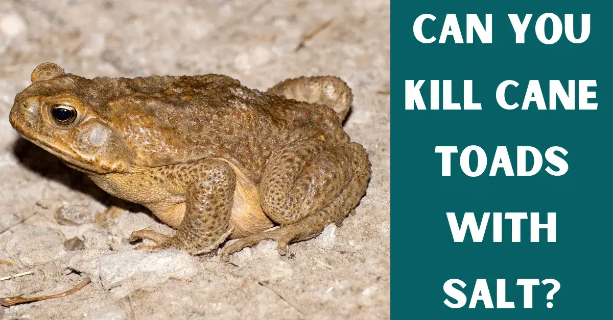 killing cane toads with salt