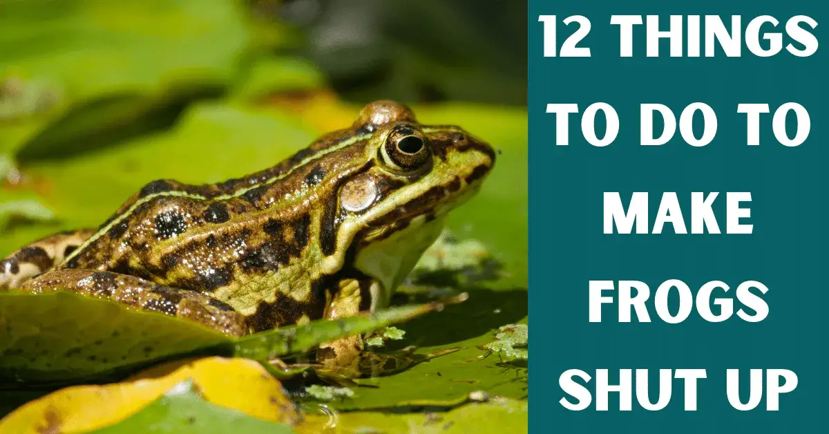 make frogs shut up
