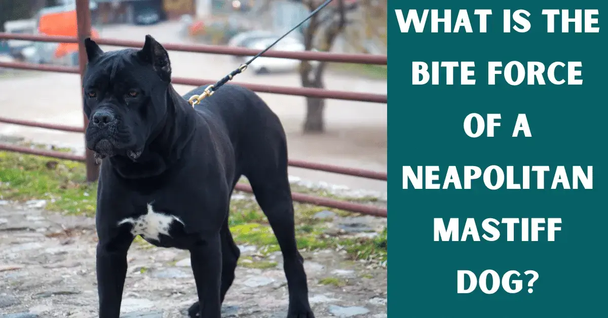 What Is The Bite Force Of A Neapolitan Mastiff Dog? - Vet Advises