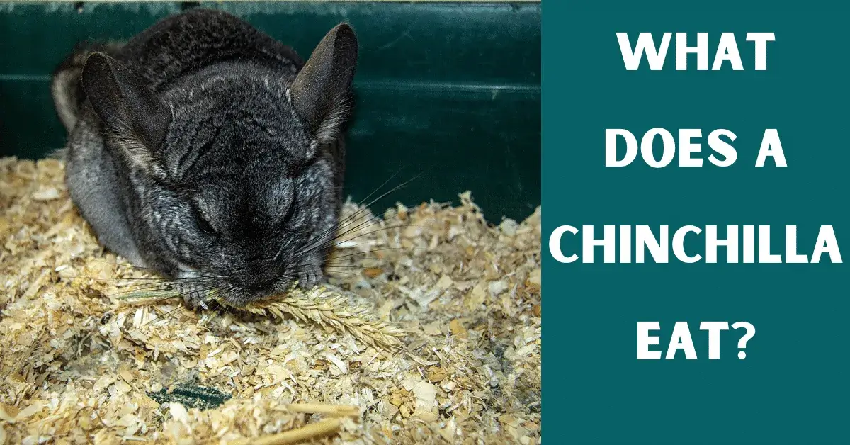 what does chinchilla eat