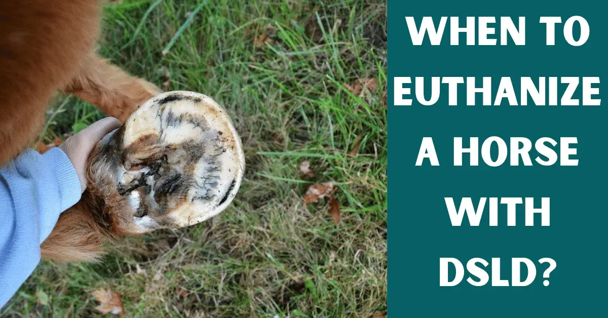 when to euthanize a horse with dsld