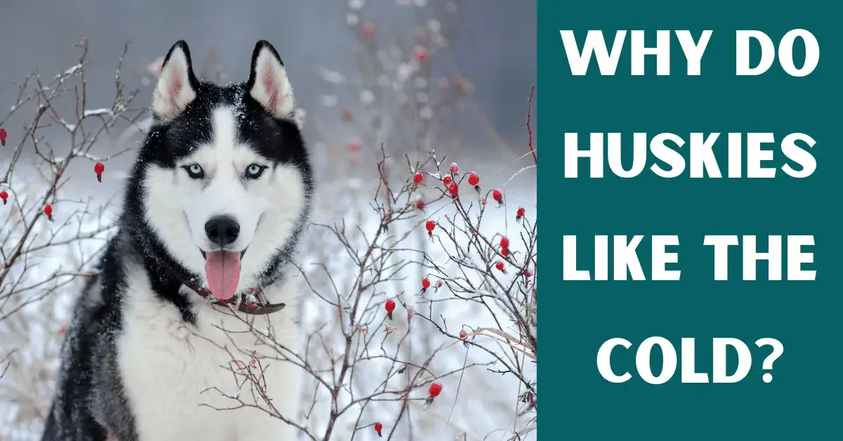 why do huskies like the cold