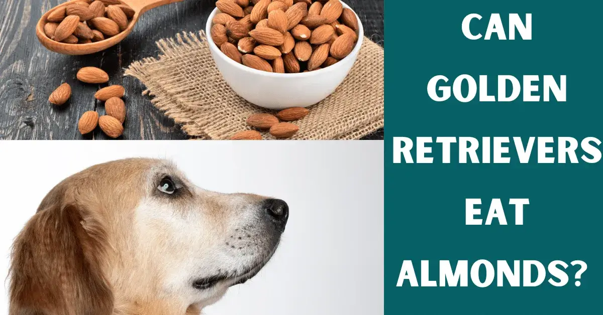 can golden retrievers eat almonds