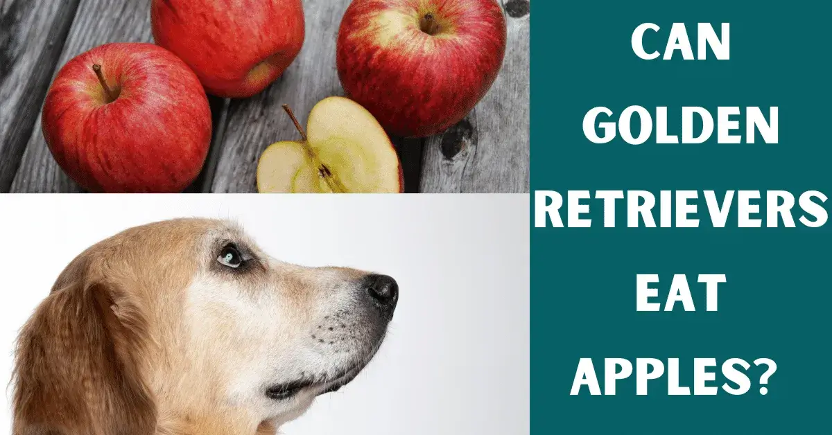 can golden retrievers eat apples