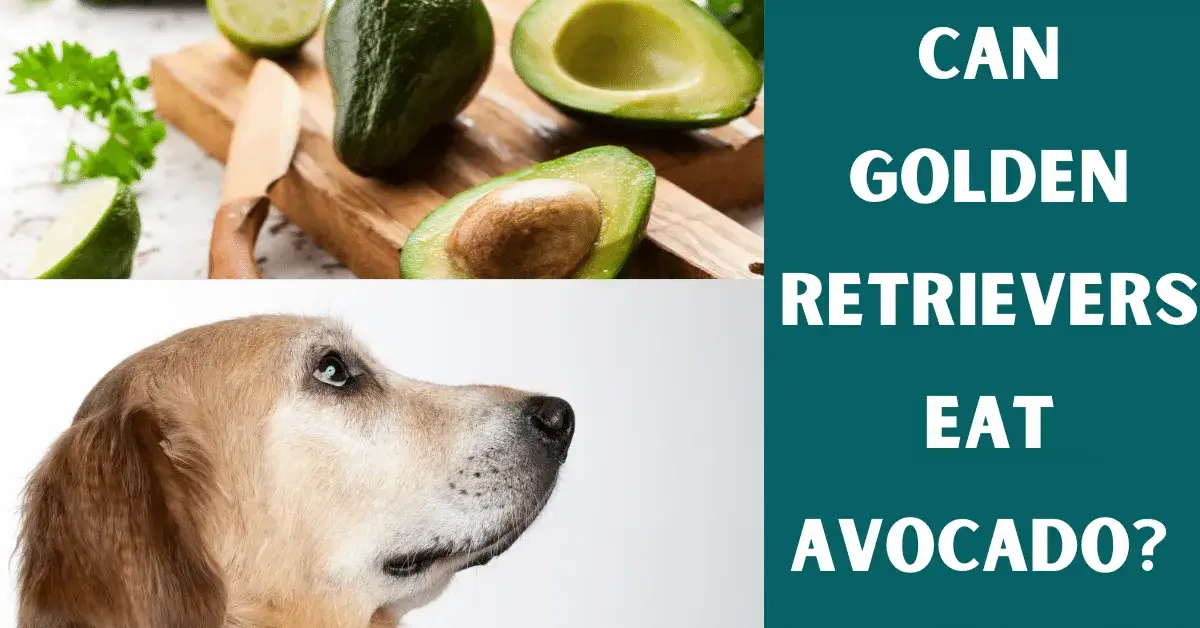 can golden retrievers eat avocado