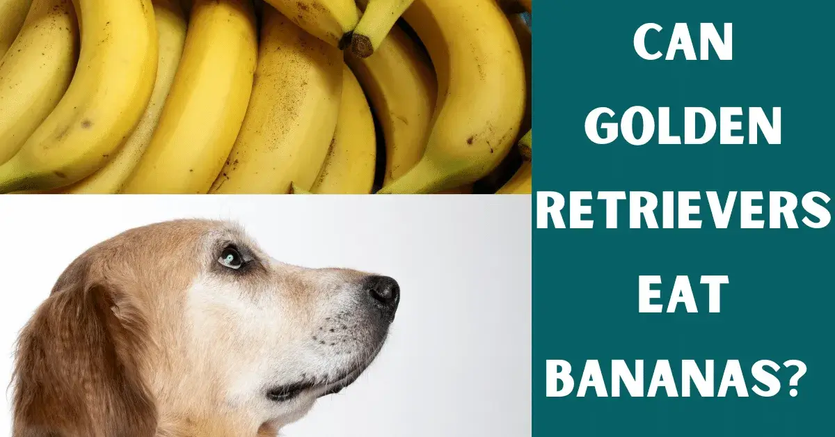 can golden retrievers eat bananas