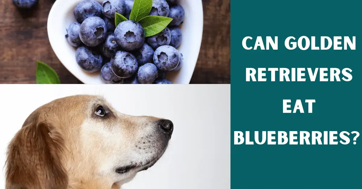 can golden retrievers eat blueberries