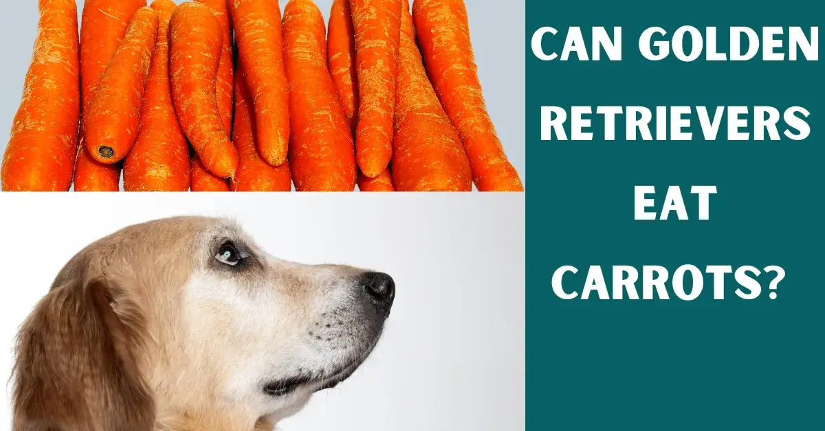 can golden retrievers eat carrots