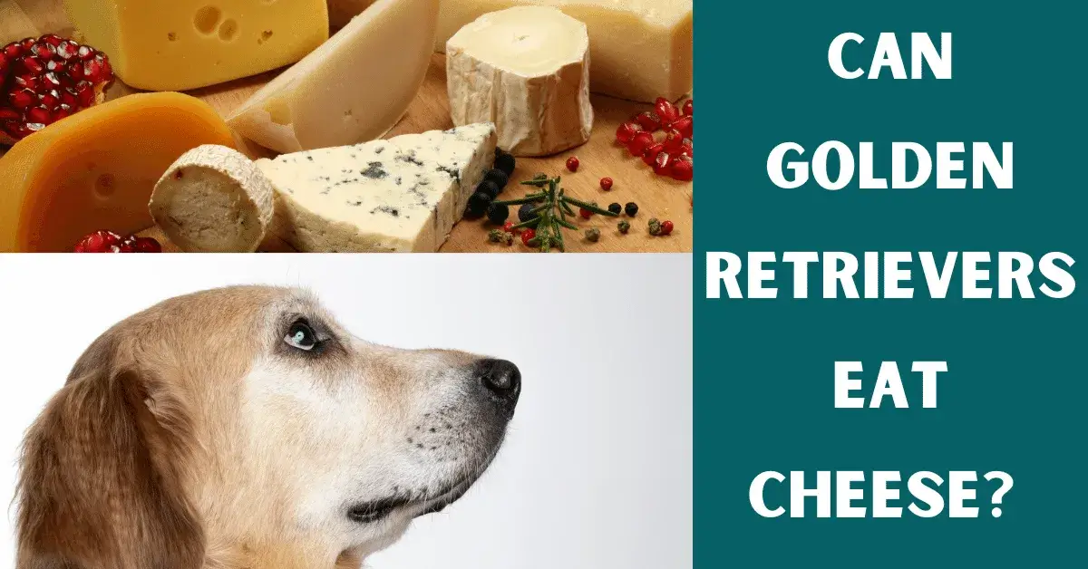 can golden retrievers eat cheese