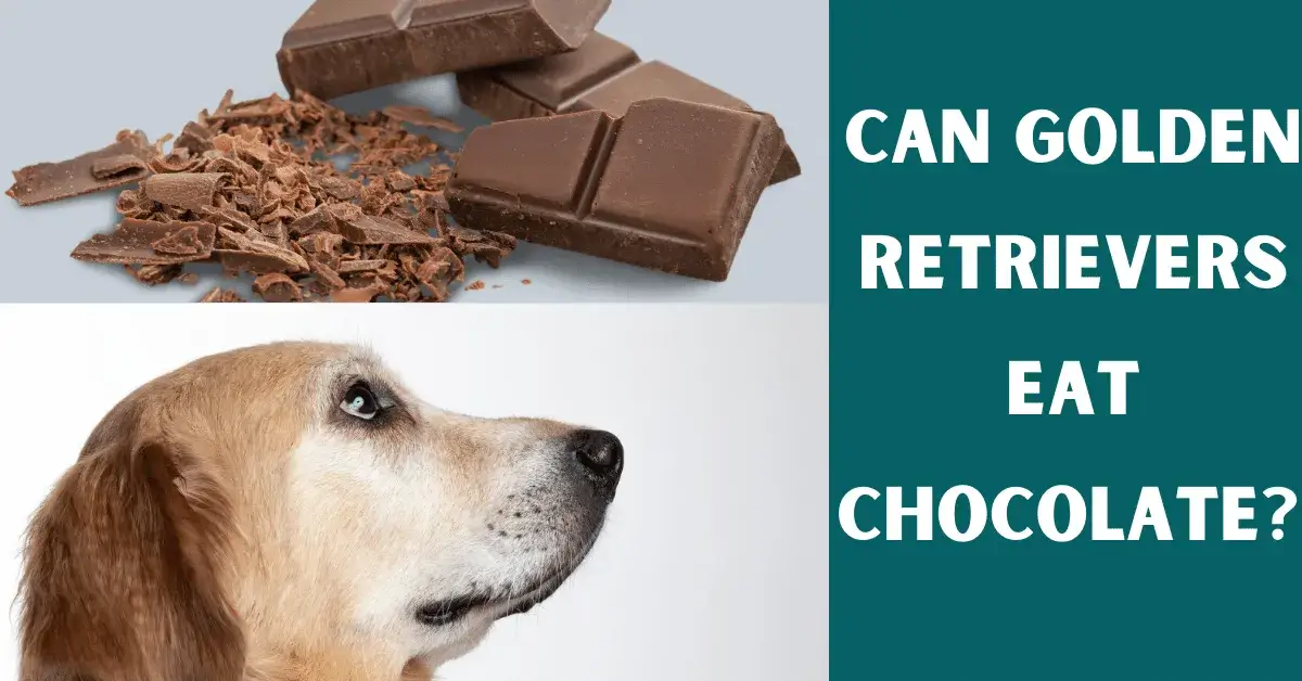 can golden retrievers eat chocolate