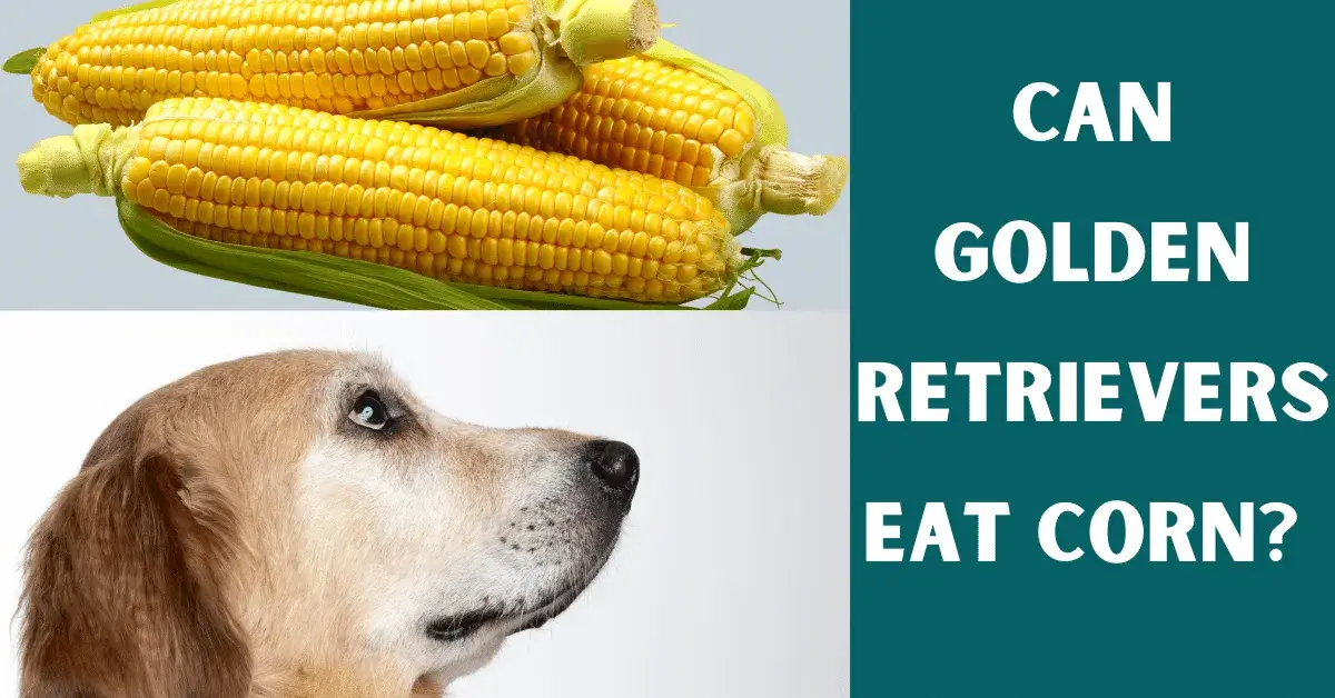 can golden retrievers eat corn