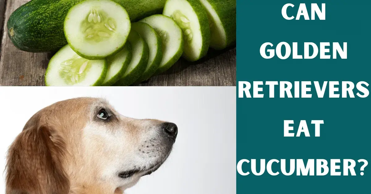 can golden retrievers eat cucumbers