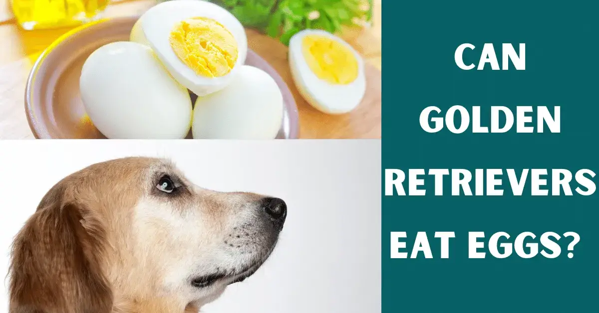 can golden retrievers eat eggs