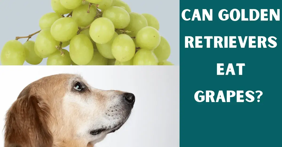 can golden retrievers eat grapes