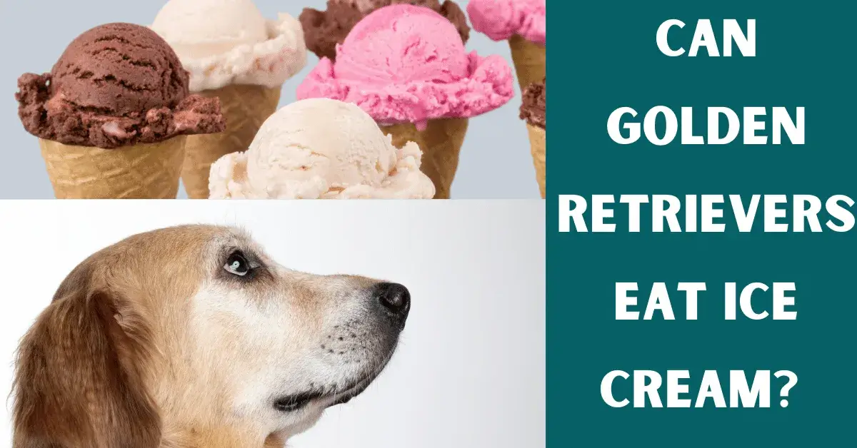 can golden retrievers eat ice cream